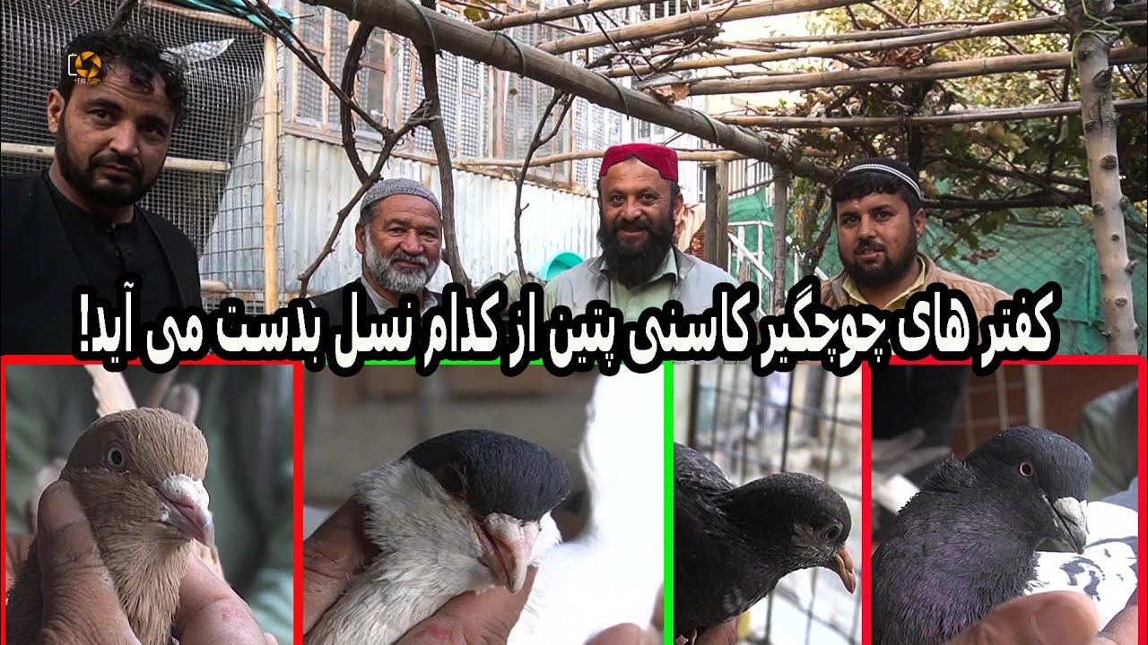کفترهای چوچگیر از حاجی صاحب شریف
