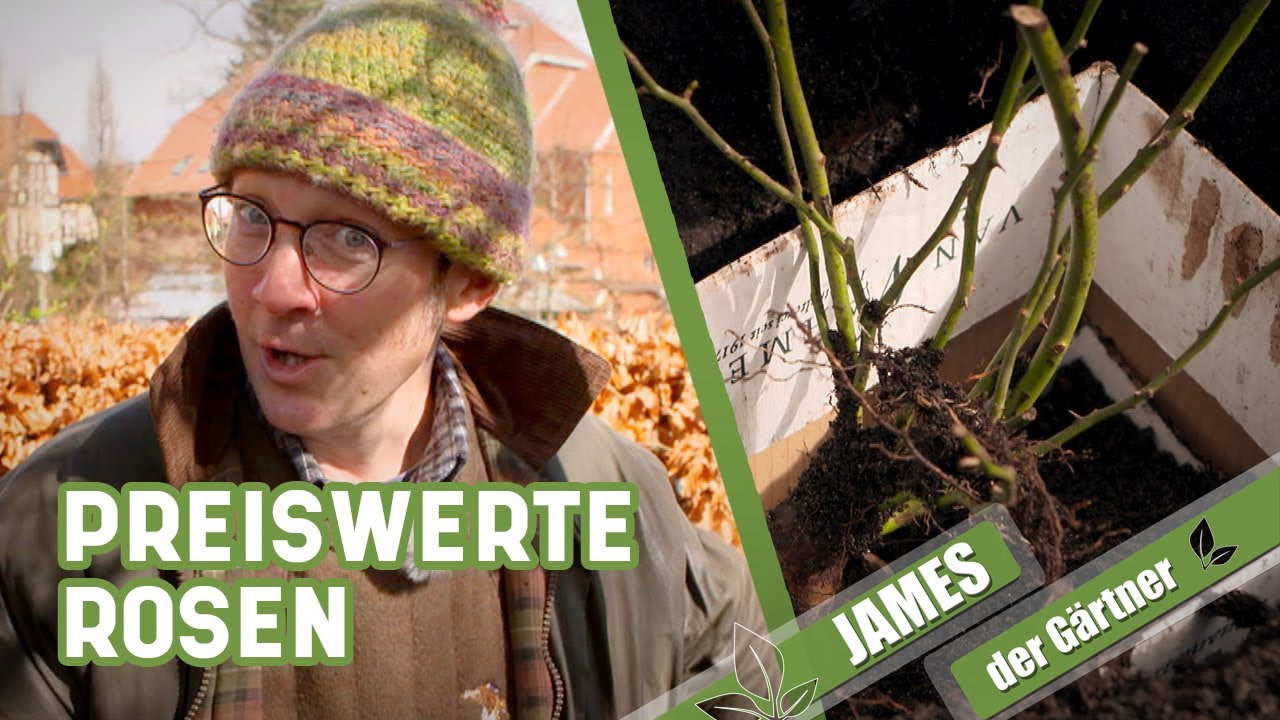 So pflanzt Du wurzelnackte Rosen | James der Gärtner