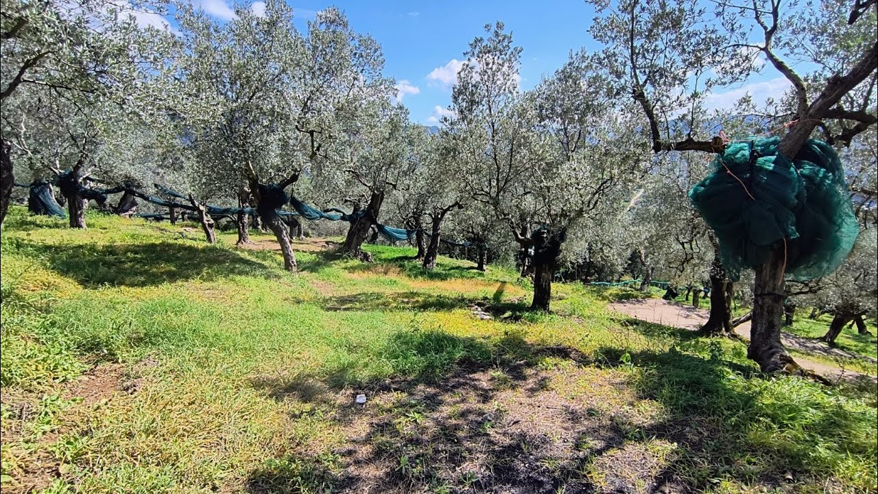 GIFFONI VALLE PIANA TERRENO ULIVETO DI 2 ETTARI CON CASA MQ 89. POSIZIONE PANORAMICA