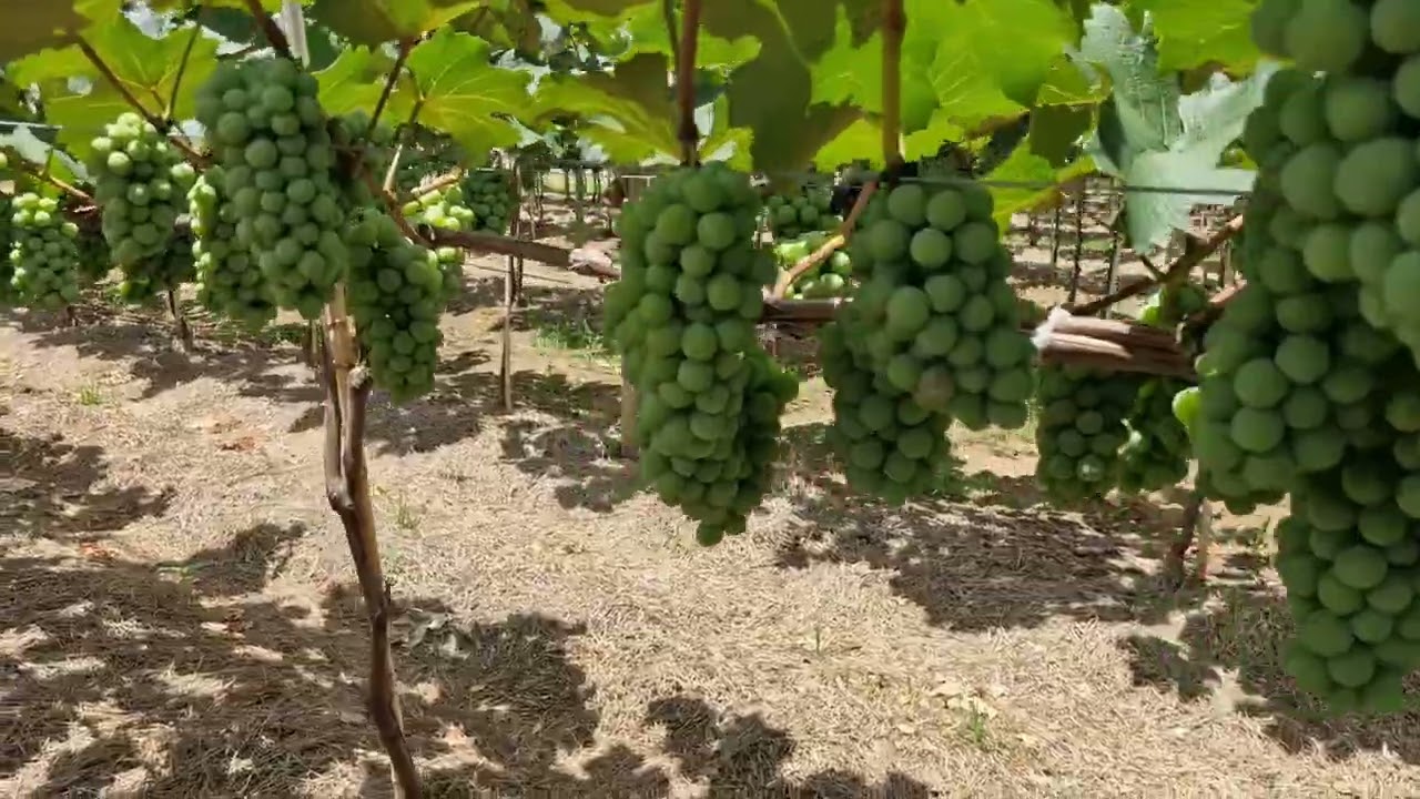 Uva com tecnologia. Quer peoduzir mais? Chama CONSULTORIA AGRO MARIANA 