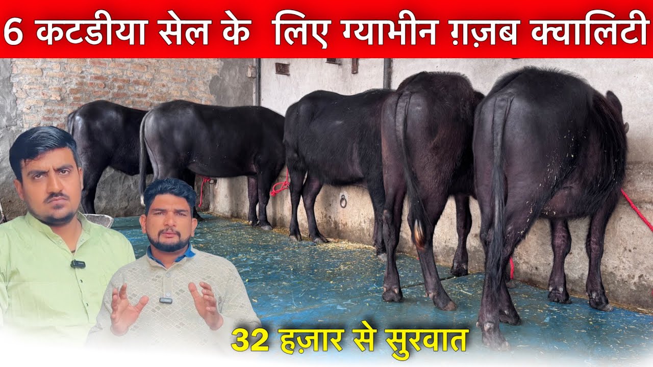 32 हजार से सुरवात 6 कटिया सेल के लिए (गयाभिन) Sagu Dairy Farm Bithmada।