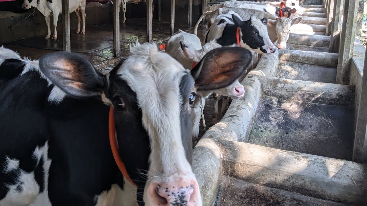 ৯/০১/২৬ খামার উপযোগী ফিজিয়ান বকনা মুন্ডি রানী বিটের কিছু বকনার তথ্য দেওয়ার চেষ্টা ০১৭৭০ ৮৭৯২৭৩ 