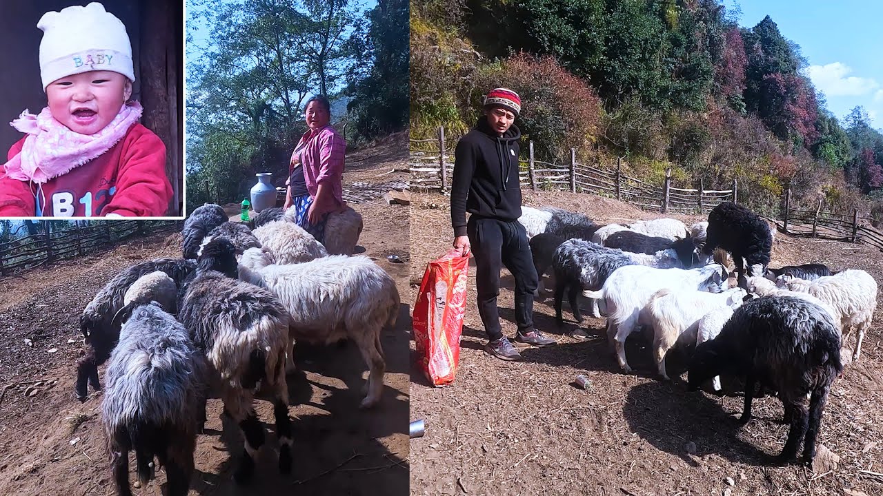 We are feeding salt to sheep || Shephards life in Himalaya Nepal@pastorallifeofnepal