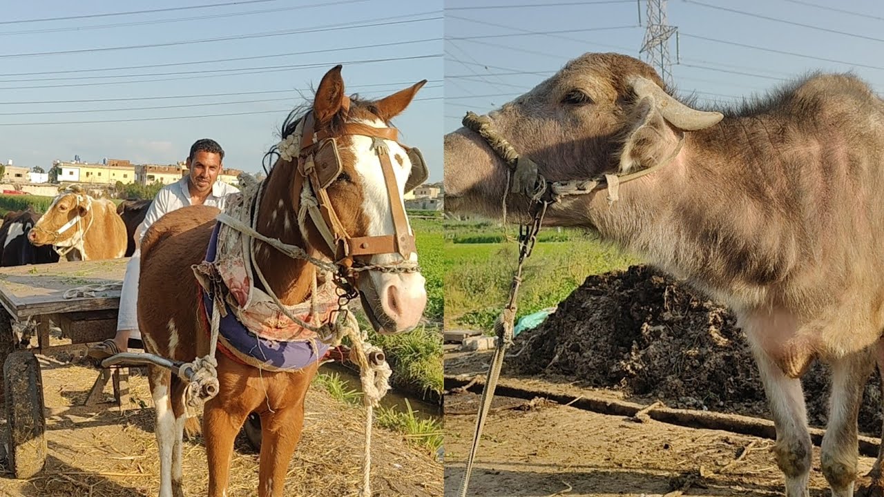 الشيخ احمد لسه جاي من عند اولاد ابو شنب وجايب معاه 3 بقرات وسبب البيع بيبنوا البيت#يوميات_أه