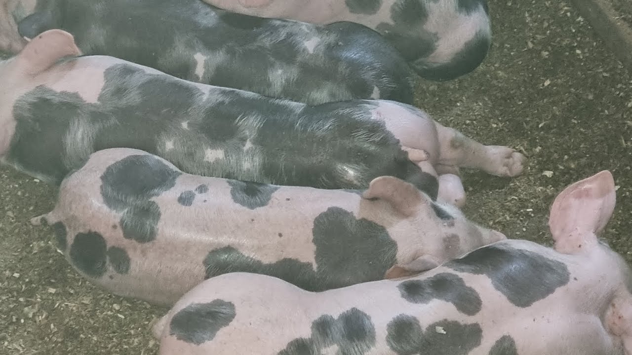 Cam asa se joaca  purceii la 6 saptamani la microferma lui Lătescu din Iasi !!!