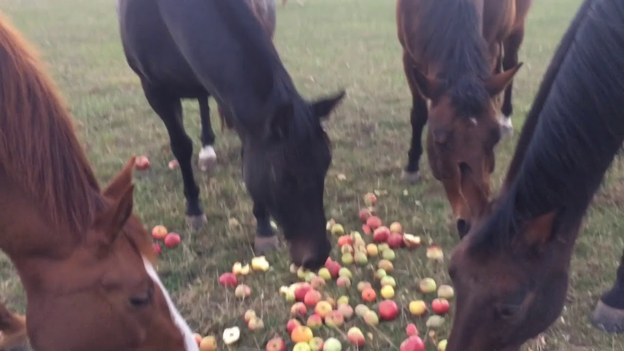 Pferde fressen  Äpfel
