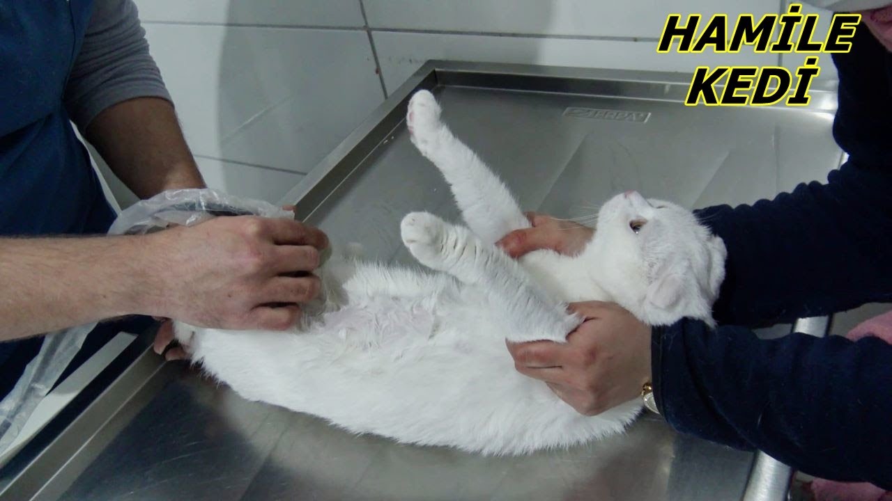 SÜRPRİZ !! KEDİMİZ PAMUK DORİN'E HAMİLELİK TESTİ YAPTIRIYORUZ!