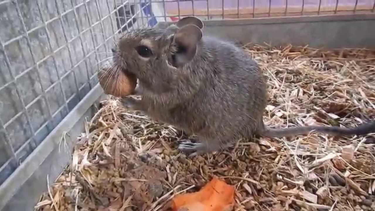 octodon degus