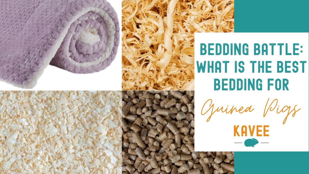 What is the Best Bedding for Guinea Pigs? Bedding Battle!