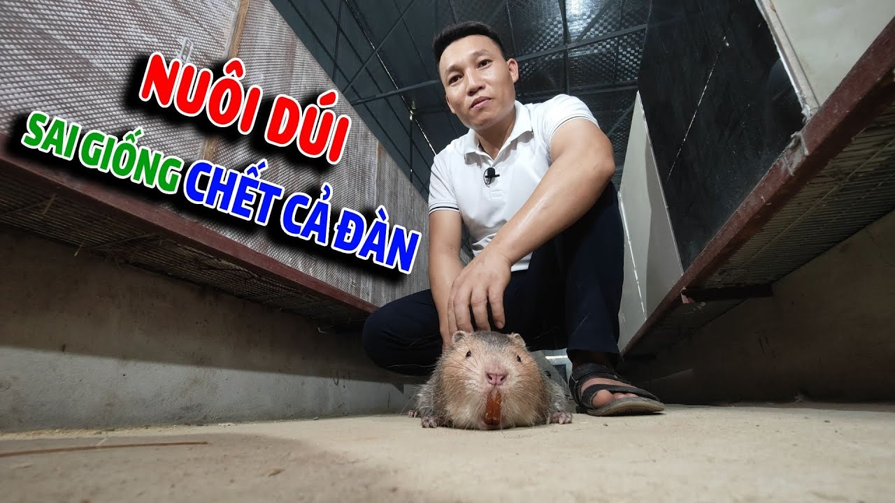 Loại Dúi Nào Dễ Nuôi Nhất Nông lâm tv