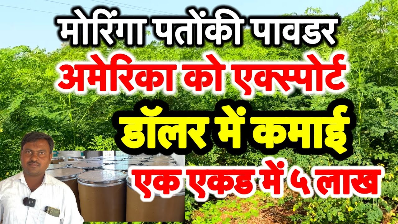 मोरिंगा पत्तो की पावडर इस किसान ने की अमेरिका को एक्सपोर्ट/ अब हो रही है डॉलर मे कमाई