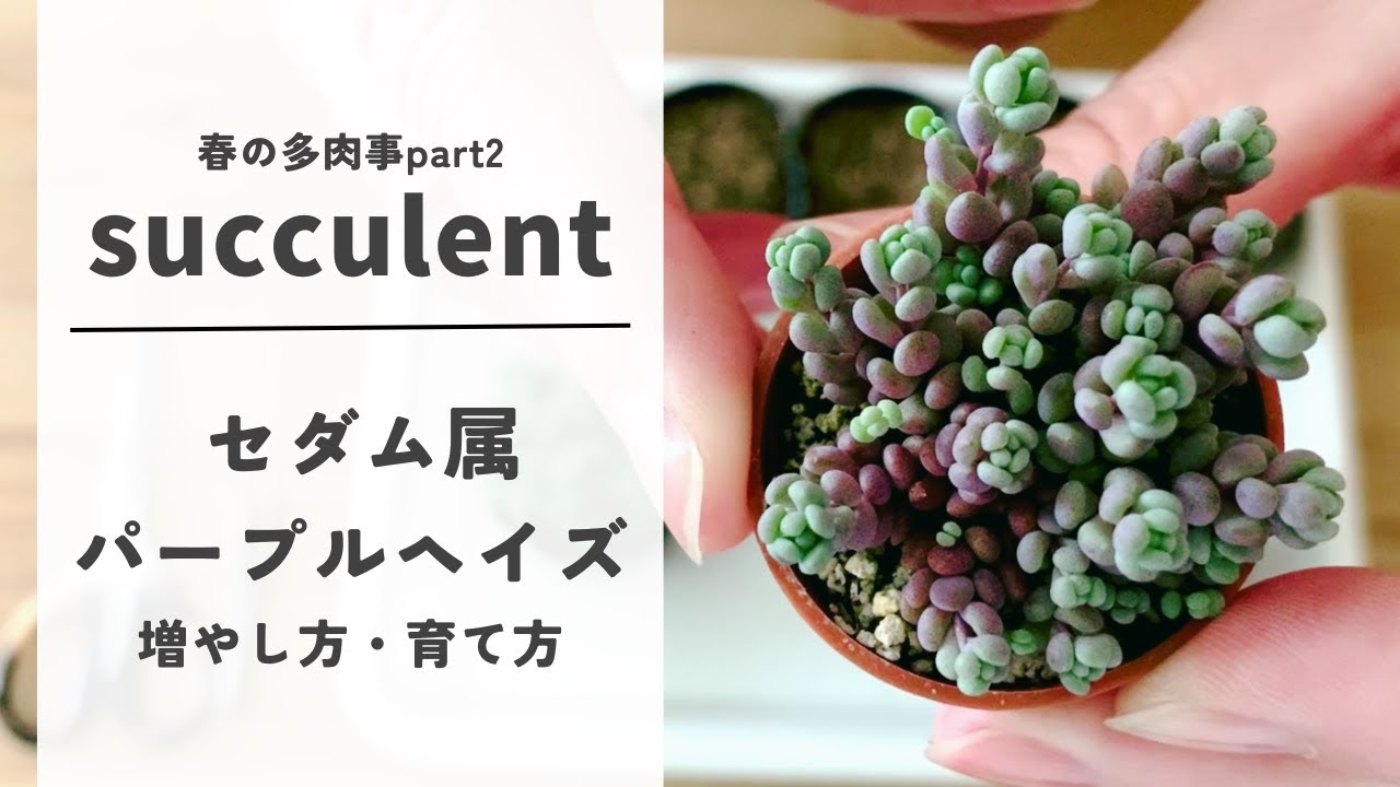 【多肉植物】セダム属パープルヘイズの増やし方・育て方～春です！増やしていきましょう！～徒長した苗でも増やせますよ！