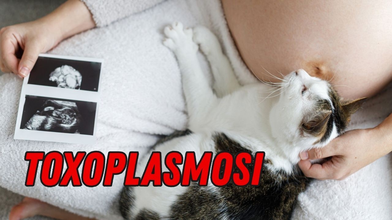Toxoplasmosi: il gatto è pericoloso per la donna in gravidanza?