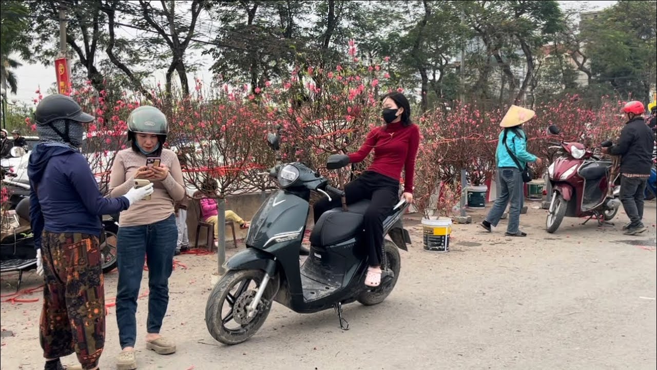 Cùng anh em đi sắm mai đào quất chợ hoa đông anh Hà Nội #tintuc 