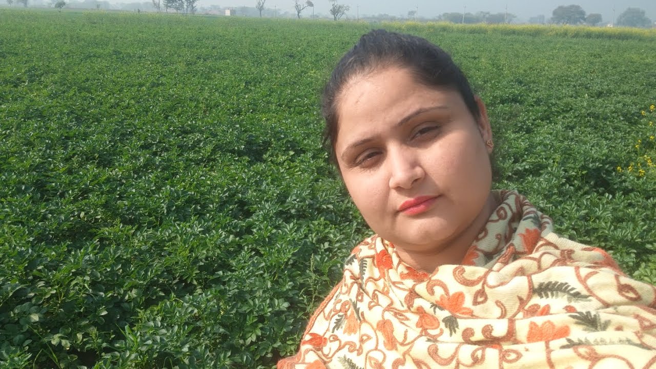 Hm gye apne kheeto pe aloo dkne
