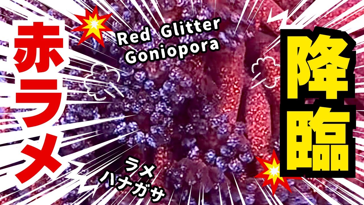 赤ラメ降臨！！