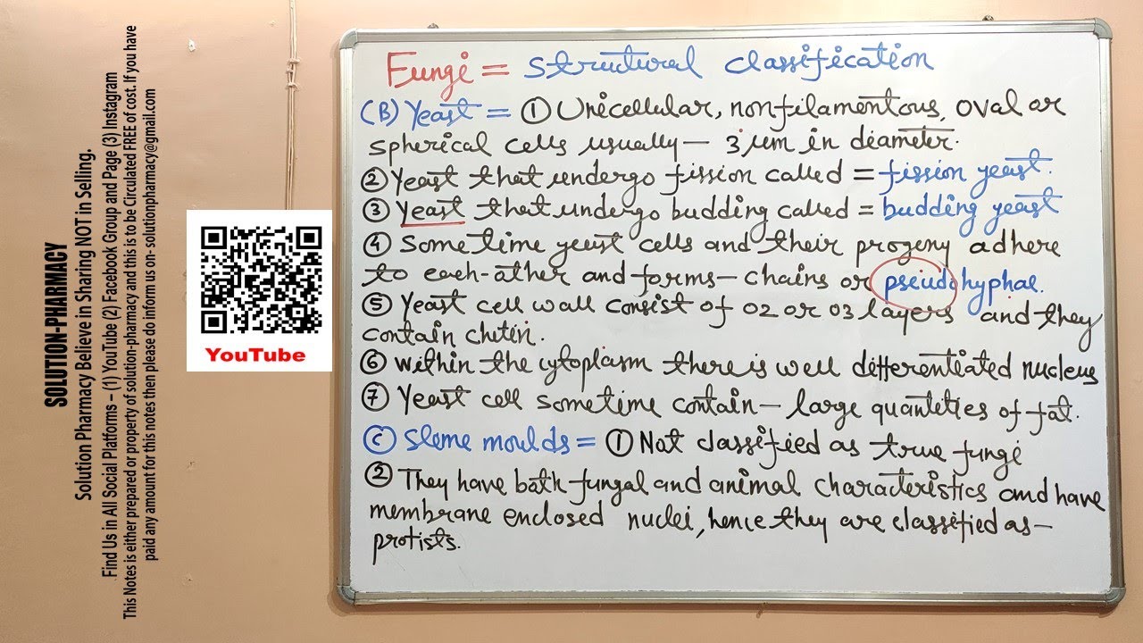 Microbiology 79 = Fungi or Fungus (02) Structural Classification of Fungus | Morphology of Fungus