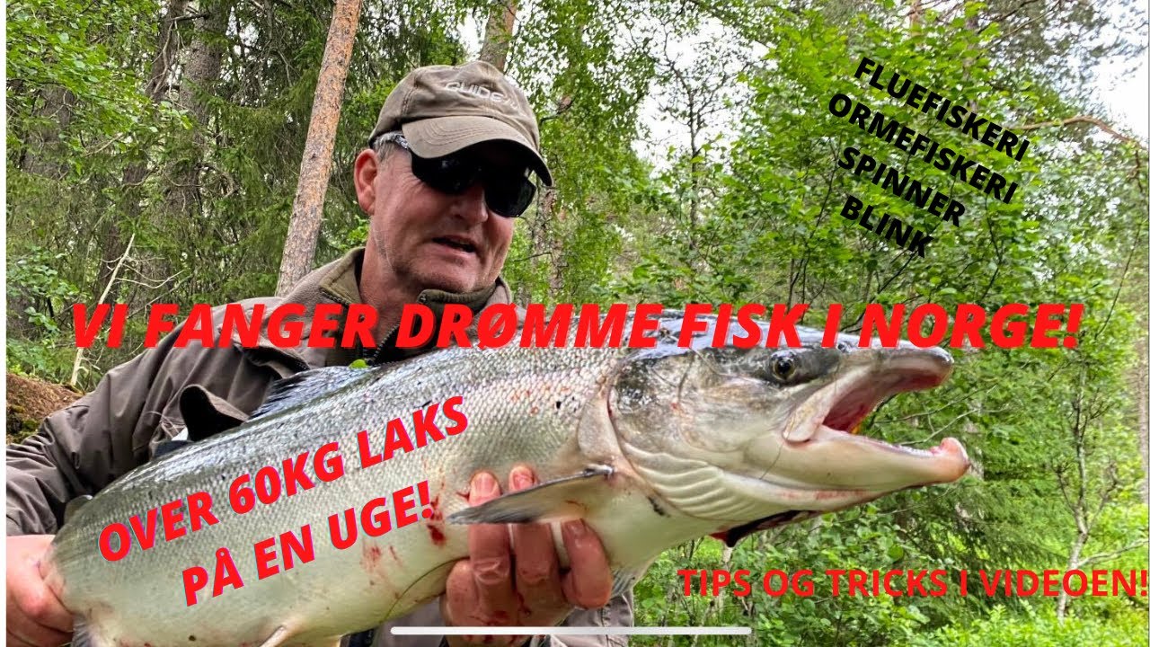 Over 60kg laks på en uge! Pollen, Orkla, Norge 2022 uge 27