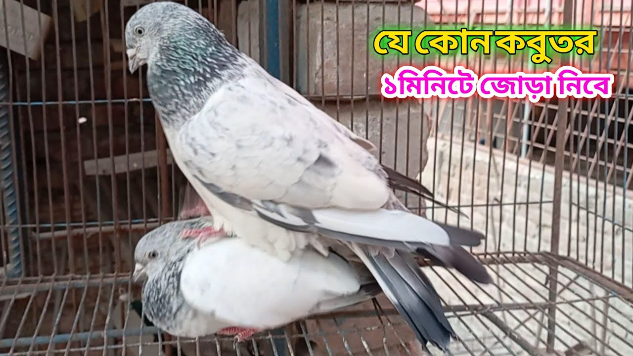 কবুতর জোড়া দেওয়ার সহজ ও সঠিক উপায় | Easiest way to pair pigeons