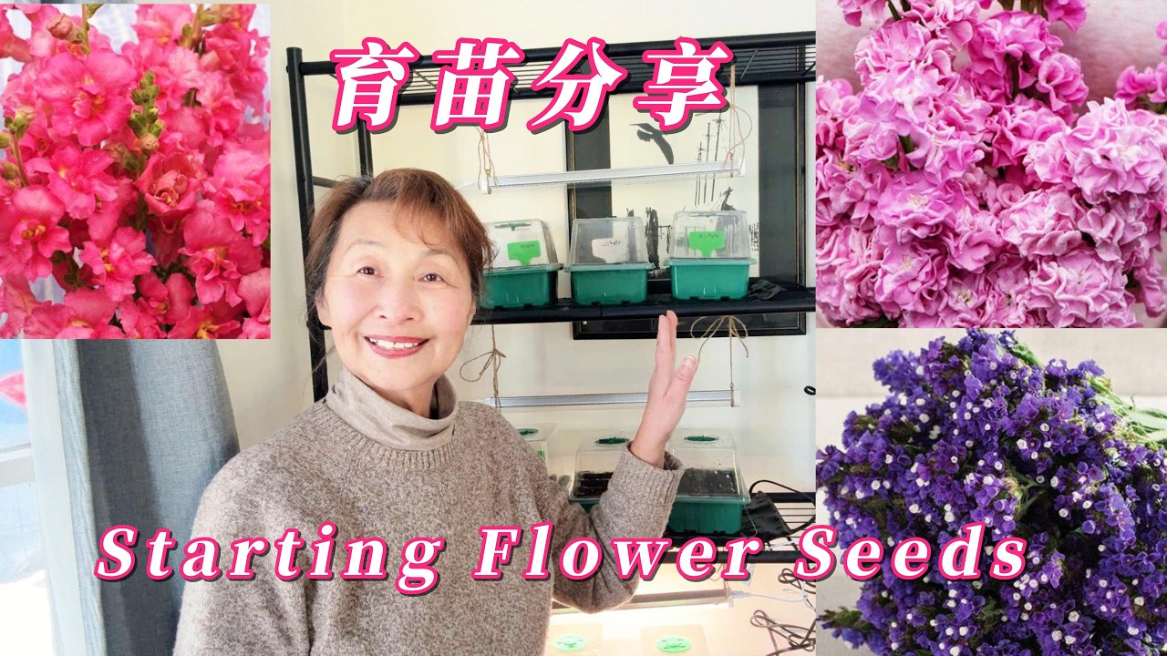 【華園花道】花卉育苗分享，不同花卉的育苗方法｜金魚草，紫羅蘭，松果菊，星辰花｜Starting Flower Seeds #美國生活 #花園生活 Snapdrgan, Stock, Statice