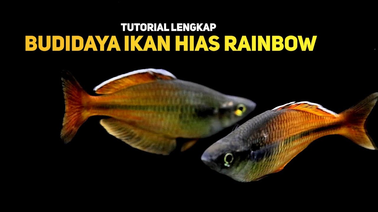 Tutorial Lengkap Budidaya Ikan Hias Rainbow