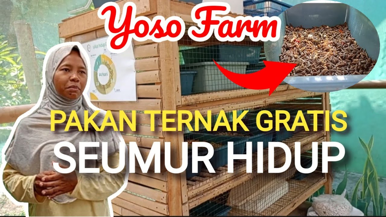 PAKAN TERNAK GRATIS SEUMUR HIDUP DI YOSO FARM || BUDIDAYA MAGOT SKALA RUMAHAN