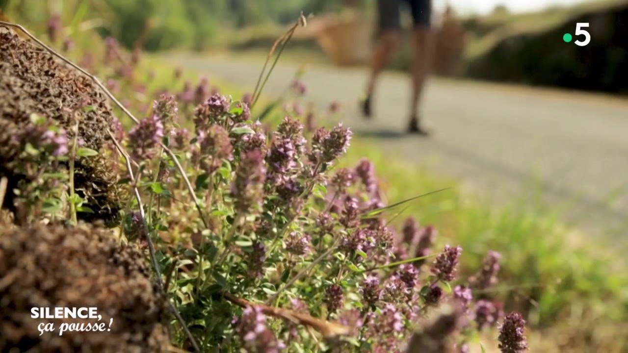Portrait d' un cueilleur de plantes sauvages : Baptiste Pecorari - Silence, ça pousse !