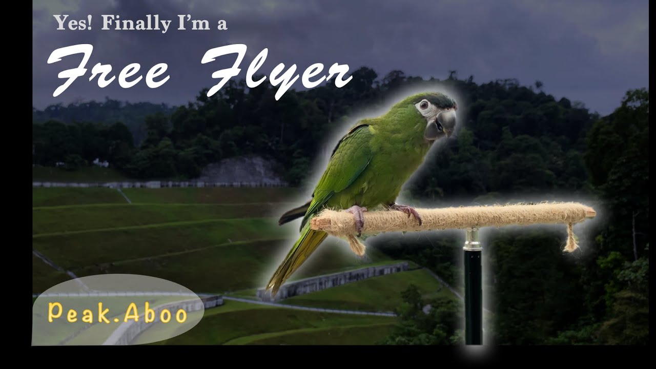 My Hahn's Macaw is Leash-less!!