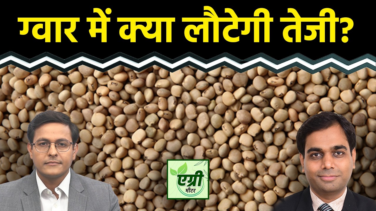 Agri Commodity : Guarseed में क्या करें ट्रेडर्स? ग्वारगम में क्या हो रणनीति? Commodity Market