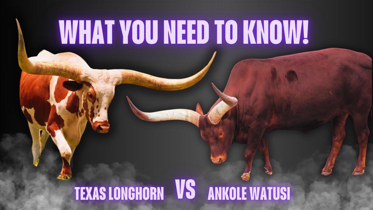 Ankole Watusi vs Texas Longhorn | Which Cattle Breed is Best for Your Farm?