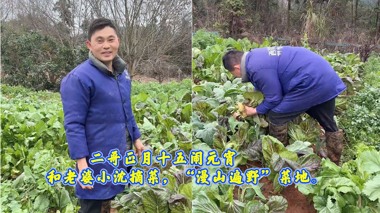 二哥正月十五闹元宵，和老婆小沈摘菜，“漫山遍野”菜地。