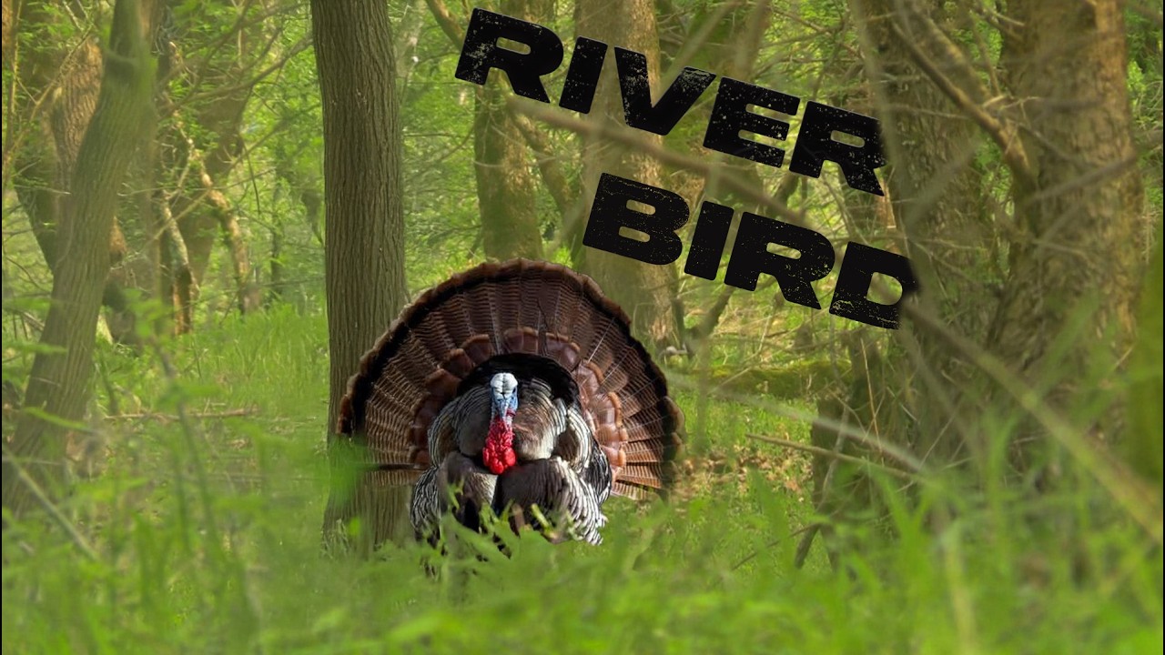 River Turkeys
