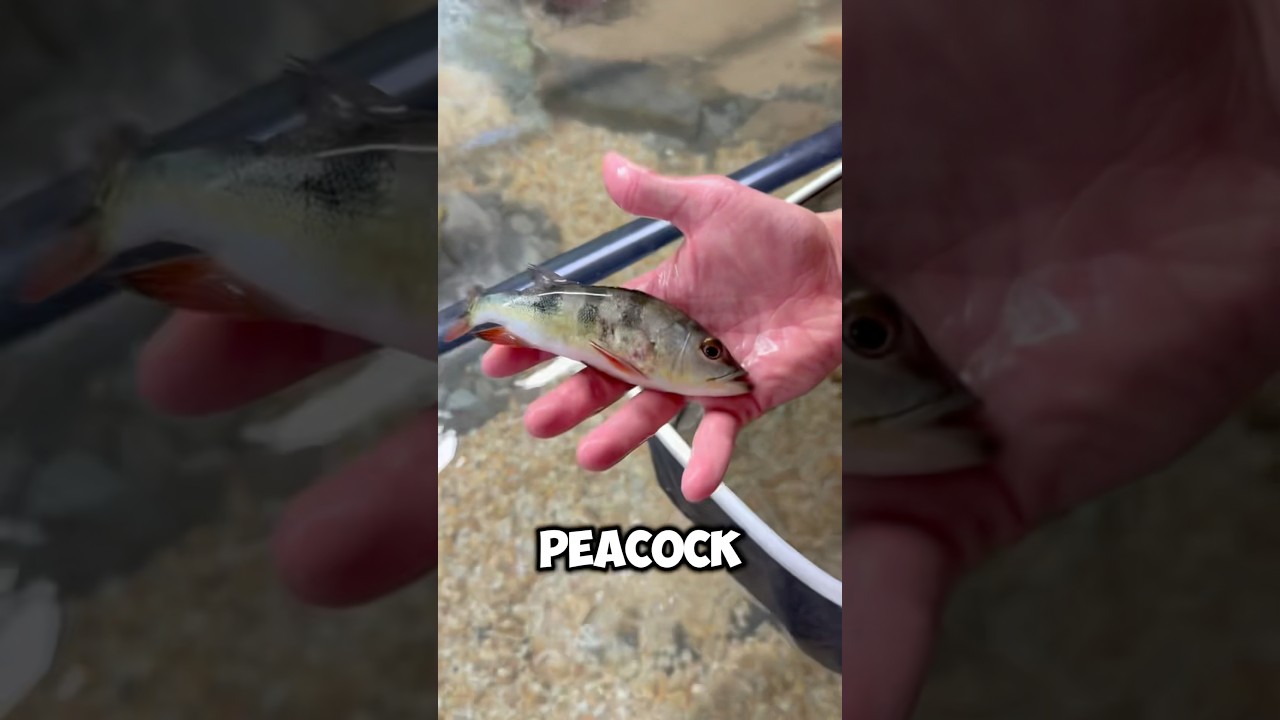 This Baby Peacock Bass needed to be rescued!