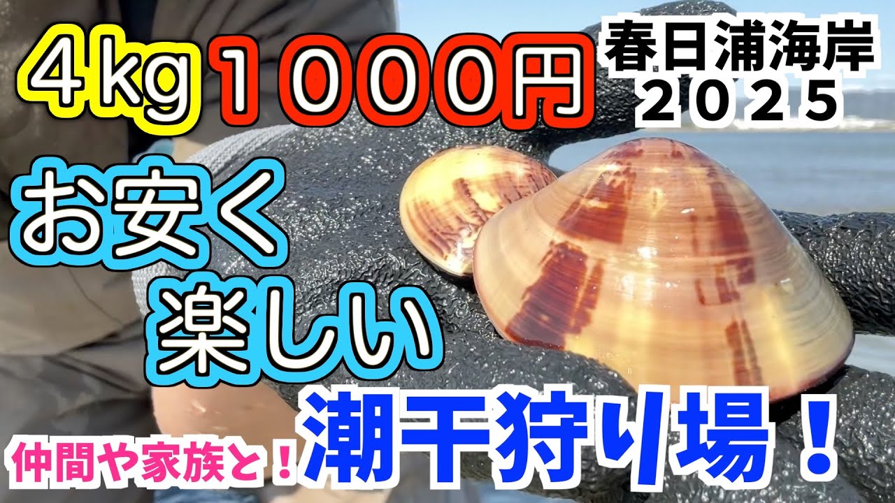 【潮干狩り2025】お得好き必見！大人気の春日浦海岸でお得だからこそ皆んなで楽しく潮干狩りしてみませんか？