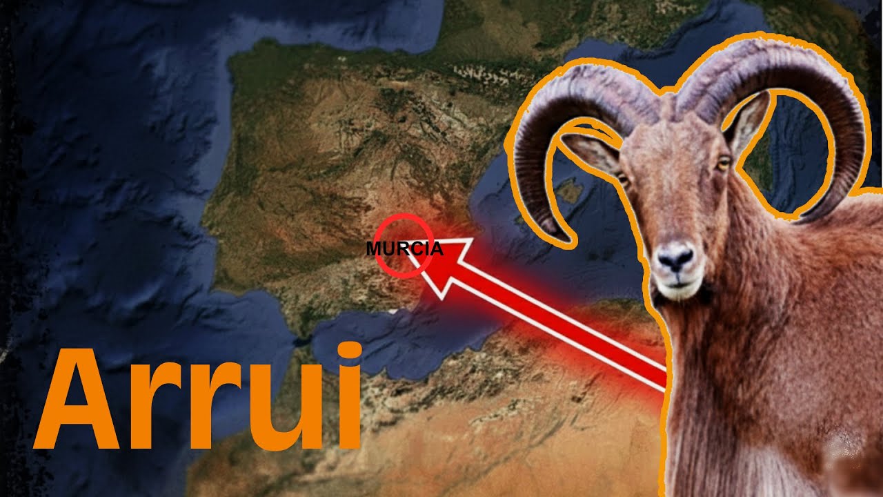 El ARRUI, una cabra enorme e INVASORA. Voy a buscarlas a Sierra Espuña 