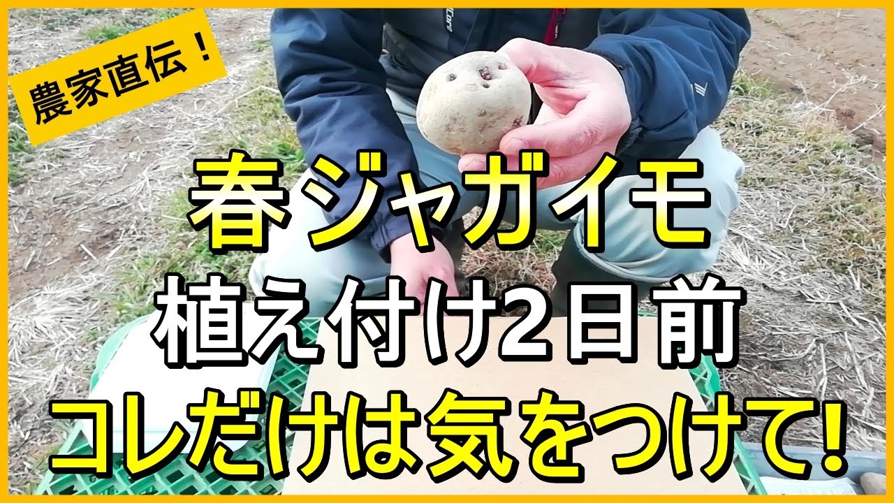 【春ジャガイモ】コレだけは忘れないで！種芋づくりのコツを解説【有機農家直伝！無農薬で育てる家庭菜園】　26/1/29