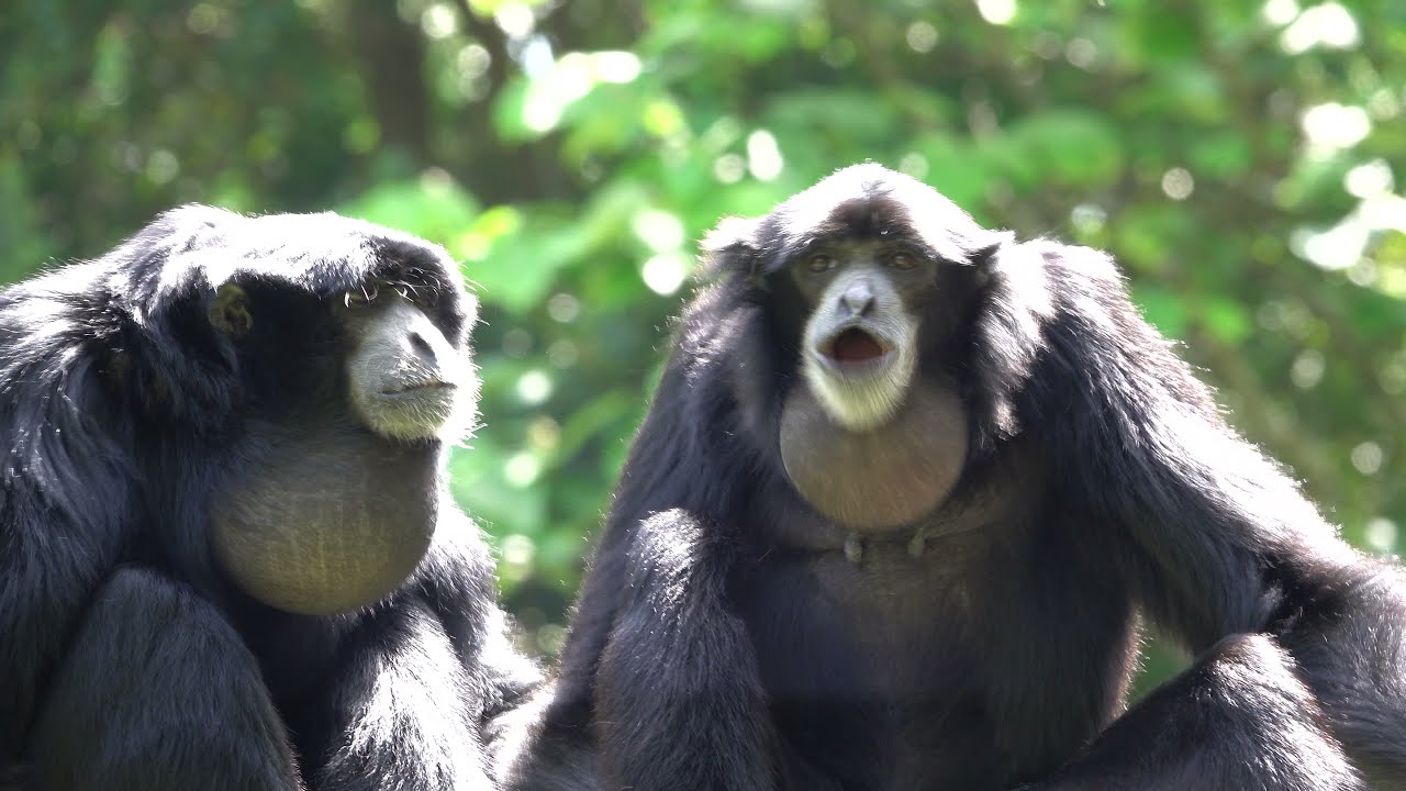 May 2021 Chiba zoo Siamangs singing フクロテナガザルの歌声【Loud 音量注意】