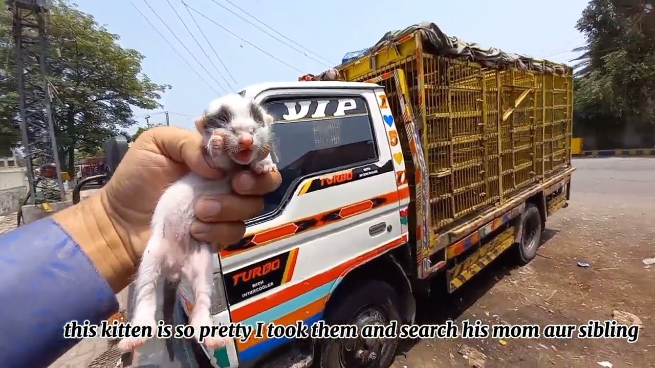 rescue kitten in horrible situation
