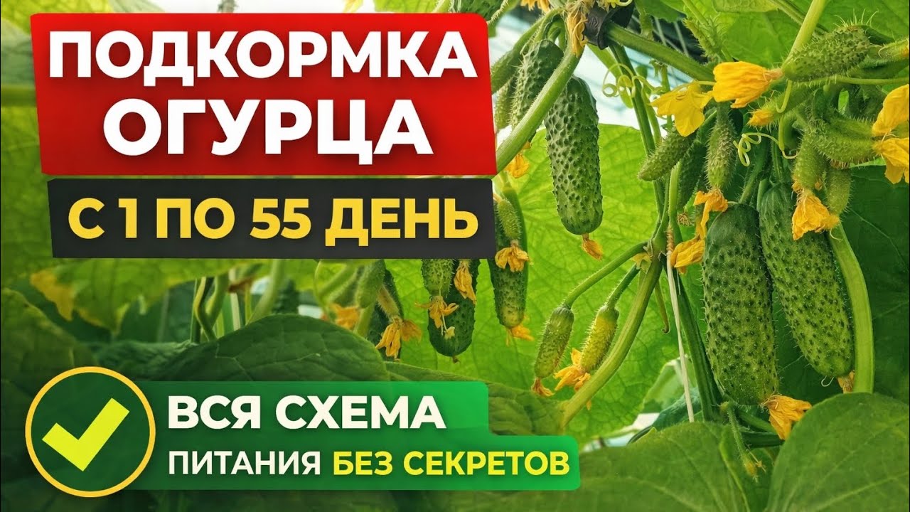 Подкормка огурца с 1 по 55 день — вся схема питания без секретов #землядел #овощи 