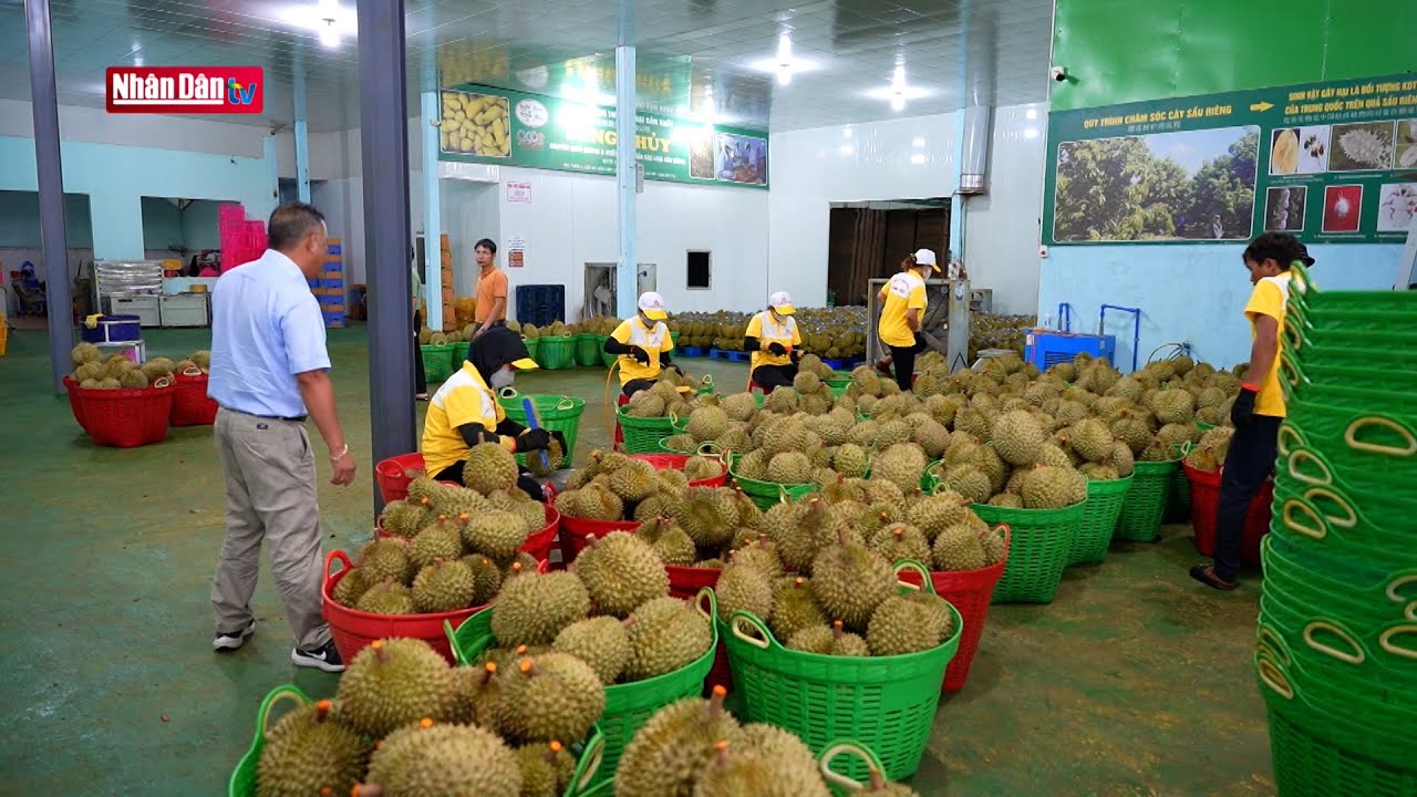 Những sắc màu mới của hoa trái | Khát vọng Tây Nguyên