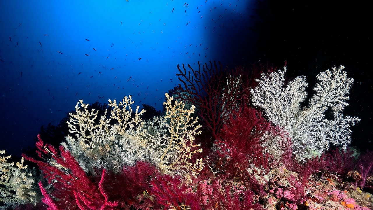 TRA IL GIORNO E LA NOTTE BANCO 08 NOVEMBRE 2024