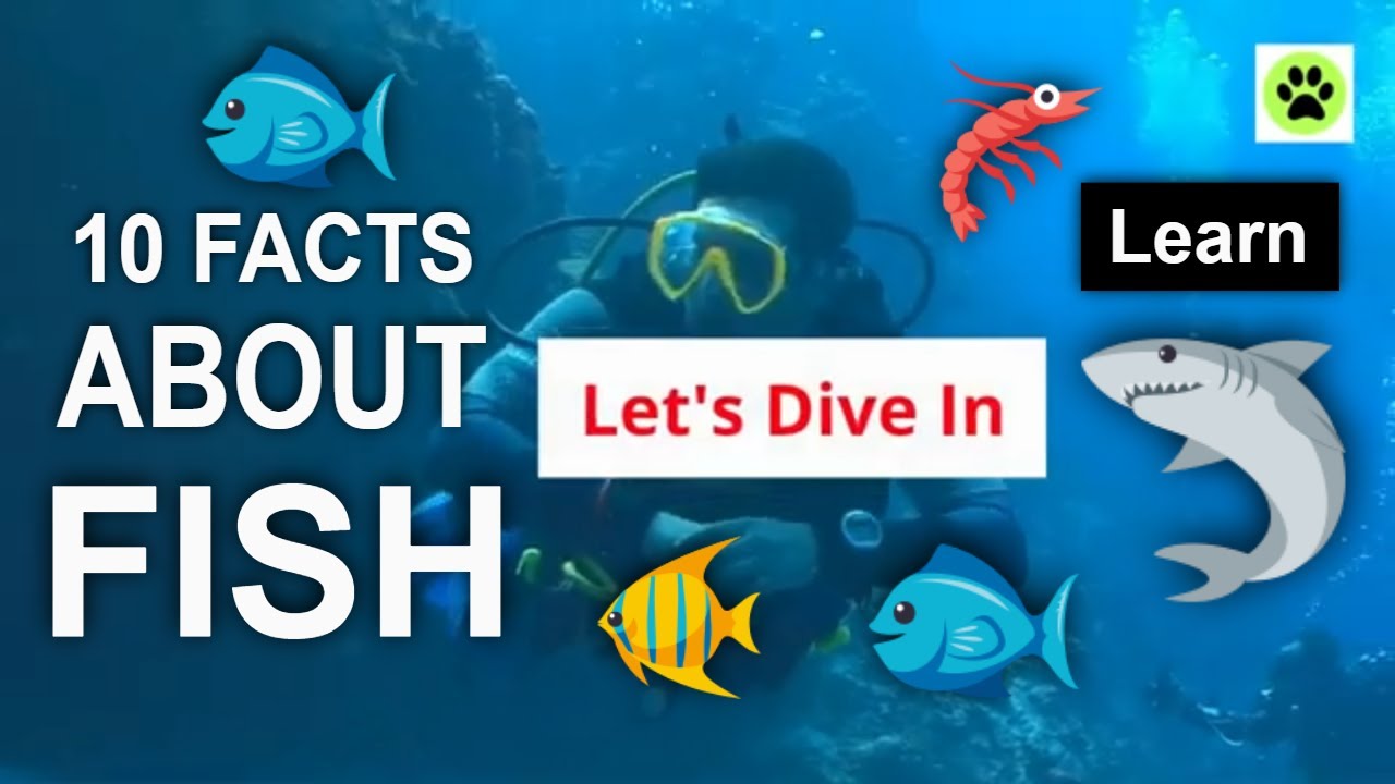 10 Amazing FACTS About FISH Learn FACTS About SEA LIFE Fish SPECIES