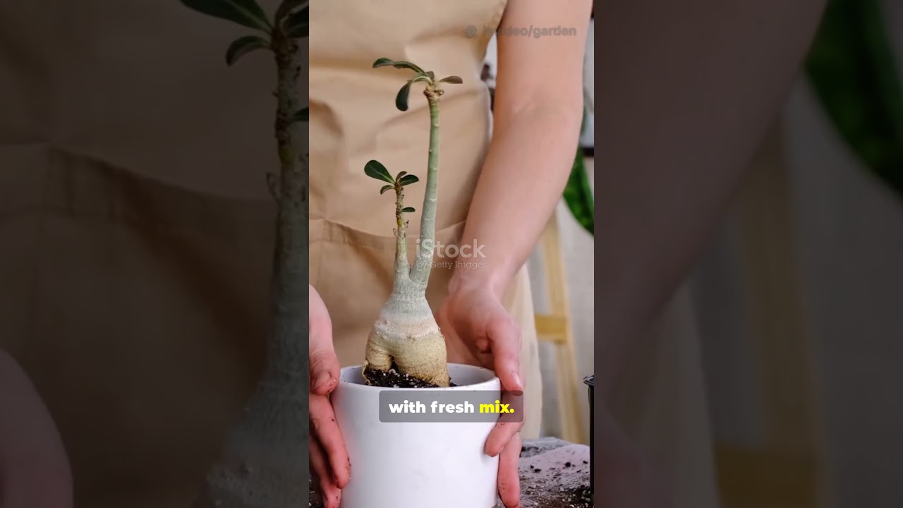 7 ZZ Plant Care Tips #zzplantcare #houseplanttips #indoorplants #plantlovers #easygardening
