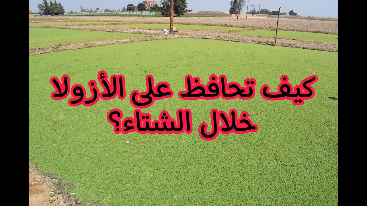 كيف تحافظ على الأزولا خلال فصل الشتاء؟