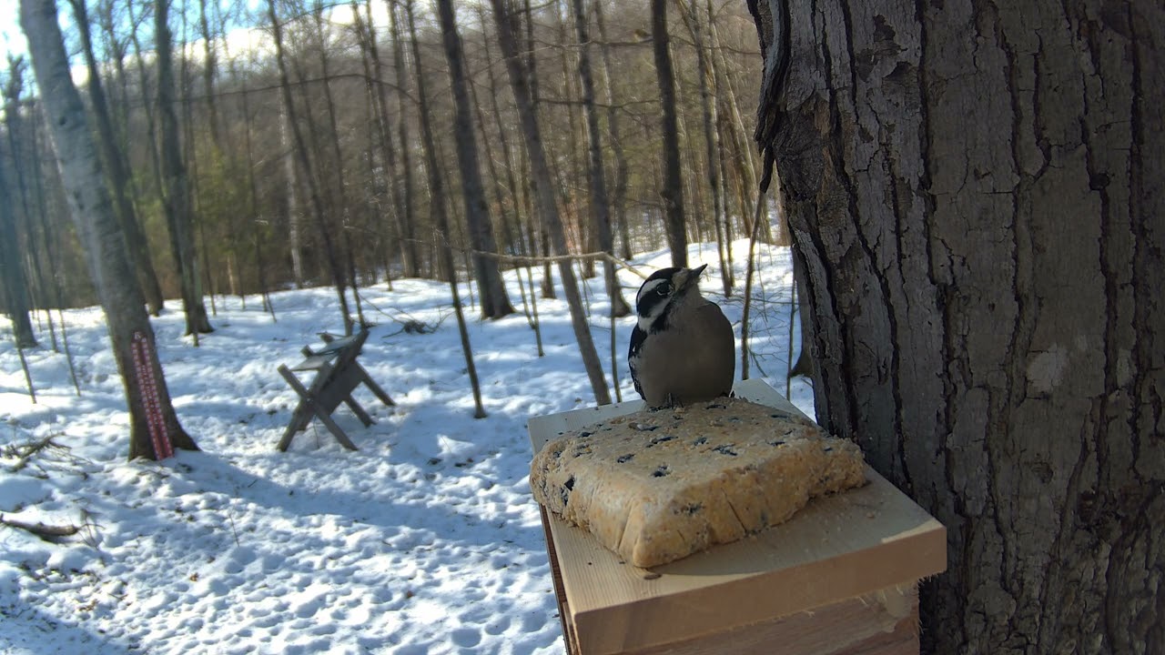 National Forest live feeder | Red Breasted Nuthatch | downy woodpecker |  live web cams