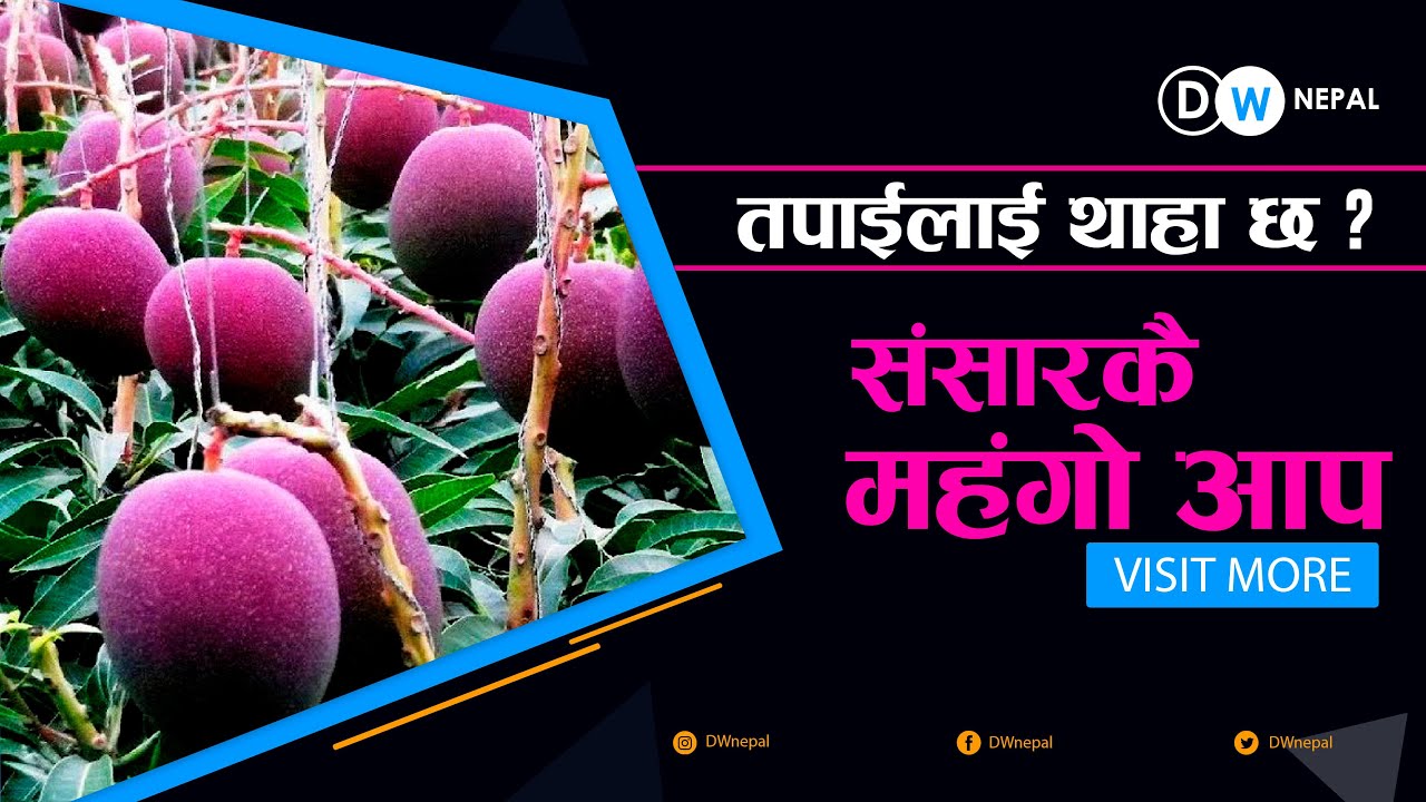 World's most expensive mango miyazaki sold for Rs 4 Lakh per kilo Agriculture Current japan #DWNEPAL