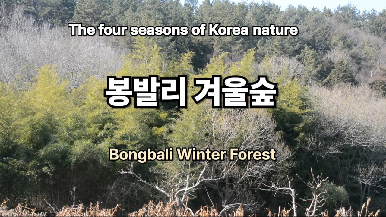 Bongbali Winter Forest / 봉발리 겨울 숲