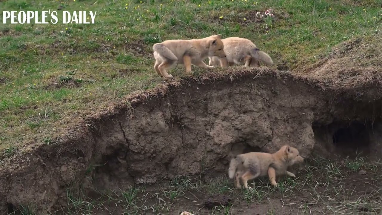 Three playful Tibetan fox cubs are seen enjoying a fun-filled moment in NW China&rsquo;s Qinghai Province.