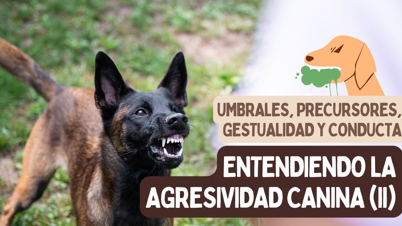 ¿Qué es la AGRESIVIDAD CANINA? (2)  - Umbrales y precursores de la agresión