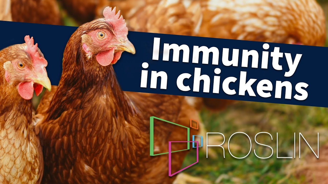 Immunity in Chickens